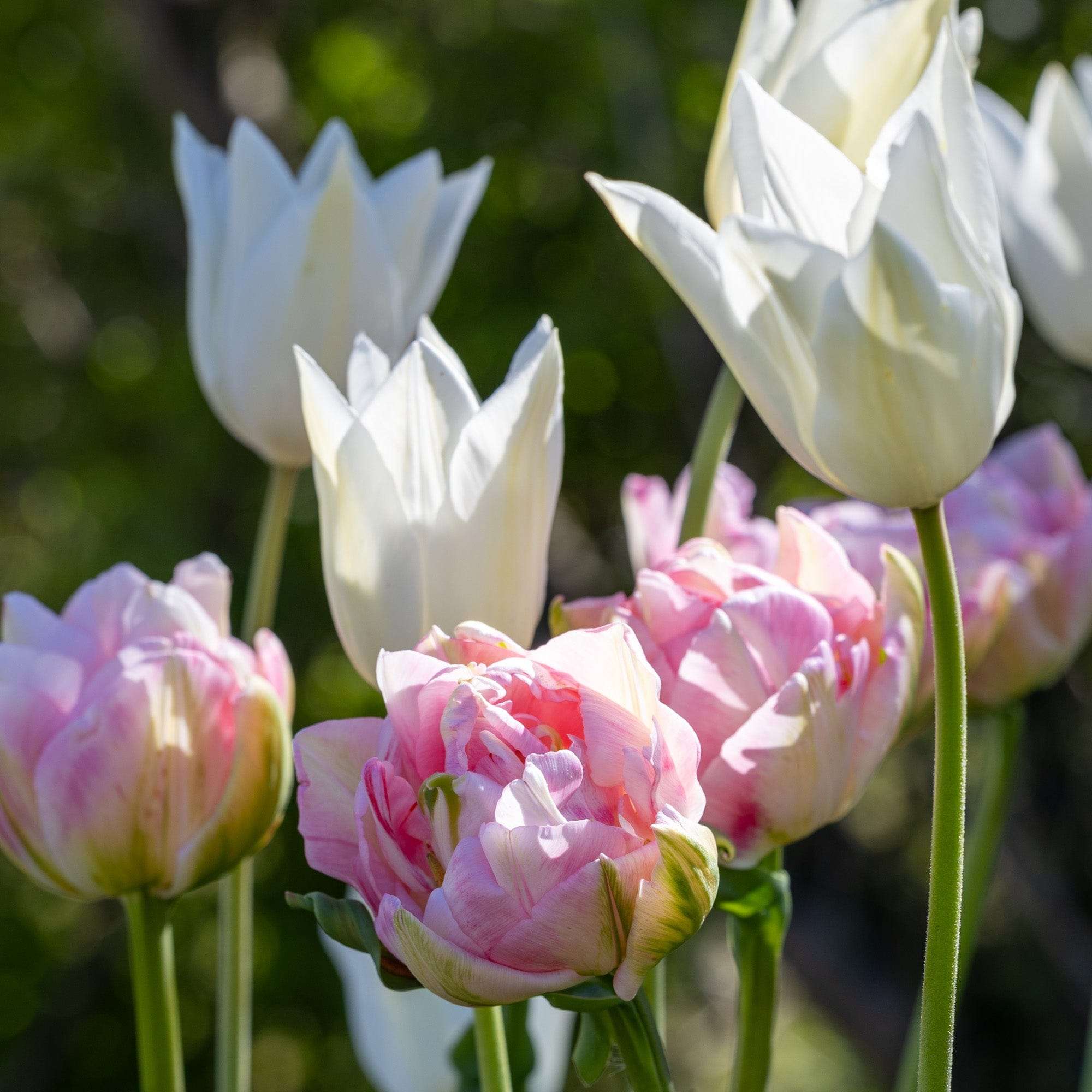 Tulpenmischung 'Mary'